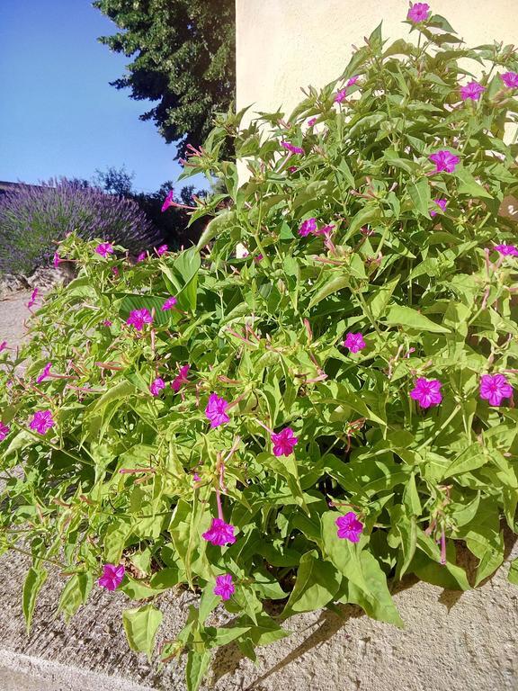 Le Mas Des Quintrands Manosque - Motel De Charme Exterior photo